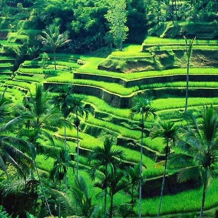 White Creative Villa Campuhan Ubud  Exterior photo